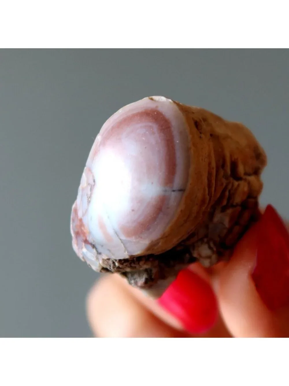 Agatized Petrified Wood Stone Specimen Pink Agate Jasper Rough Mineral